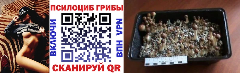 Галлюциногенные грибы Psilocybine cubensis Калач